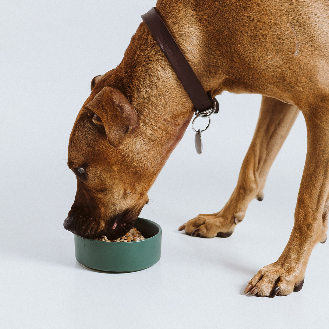 Comida perros raza grande